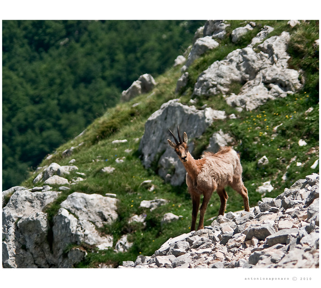 Camosci della Val di Rose - Abruzzo -