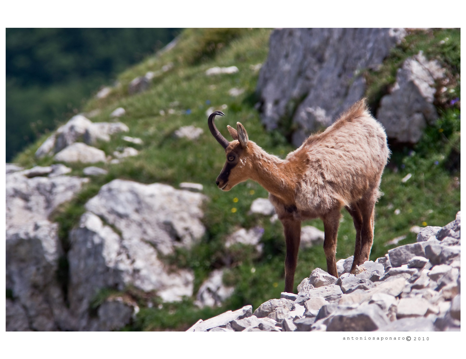 Camosci della Val di Rose - Abruzzo -