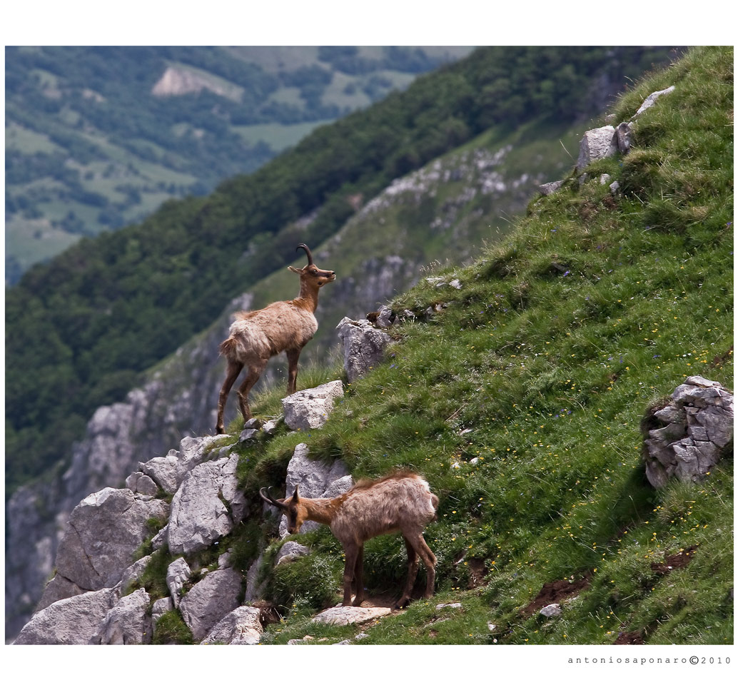 Camosci della Val di Rose - Abruzzo -