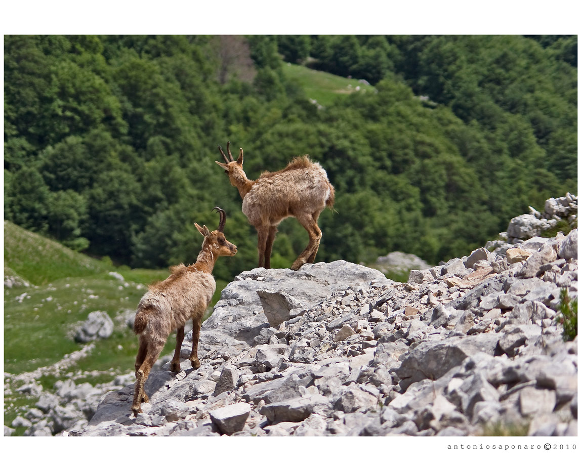 Camosci della Val di Rose - Abruzzo -