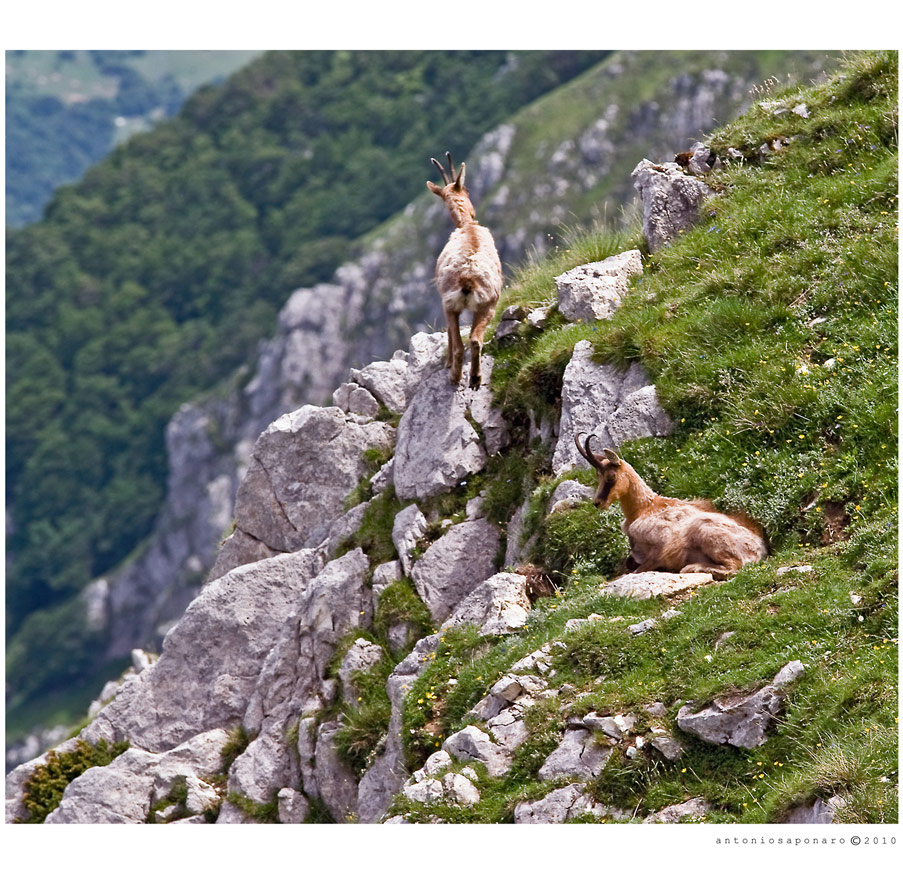 Camosci della Val di Rose - Abruzzo -
