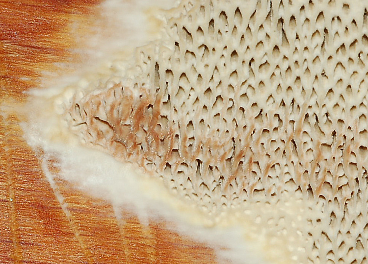 Poroide resupinato su tagliere (Datronia mollis)