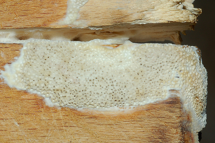 Poroide resupinato su tagliere (Datronia mollis)