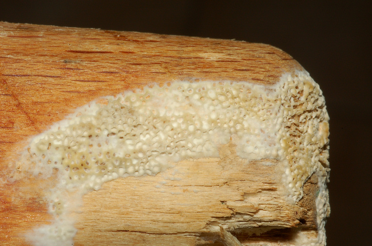 Poroide resupinato su tagliere (Datronia mollis)