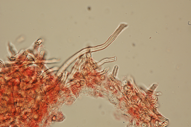 Da det.1 .Dichomitus campestris? (Diplomitoporus flavescens)