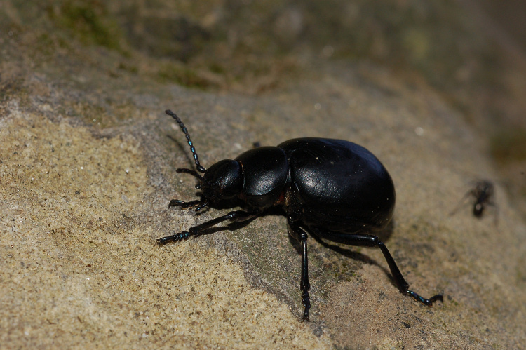 Chi è? Timarcha pimelioides