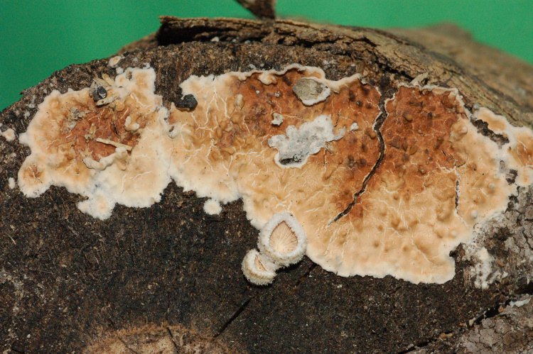 Phanerochaete avellanea  ?
