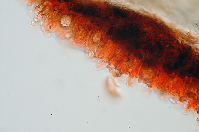 Quale Peniophora? (Peniophora lycii )
