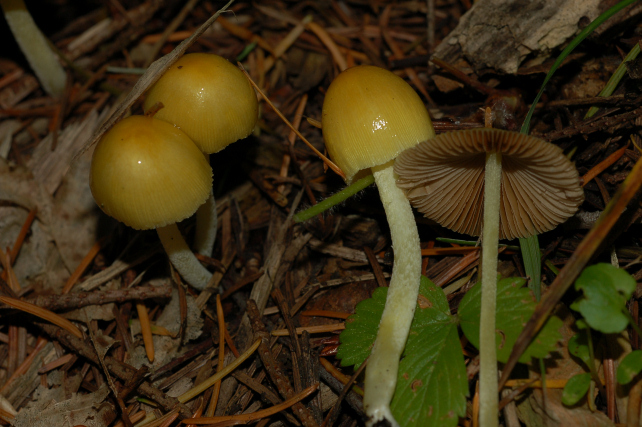Bolbitius vitellinus tra i pini