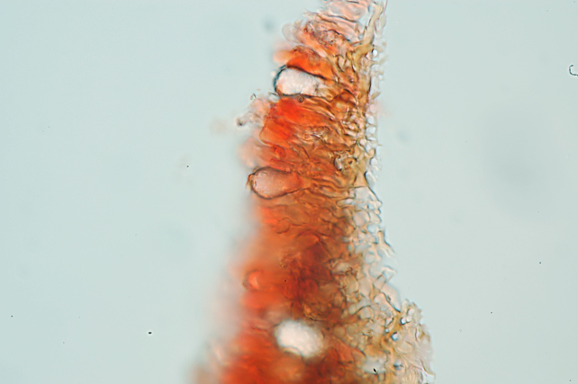 Quale Peniophora? (Peniophora lycii )