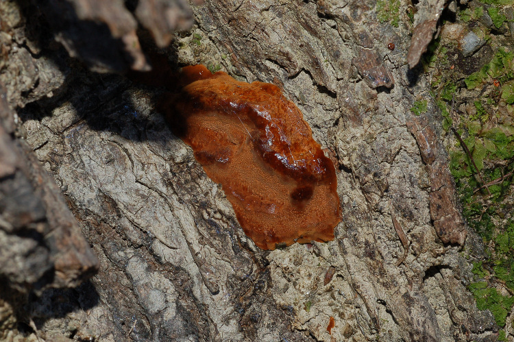 Un Phellinus su Olivo