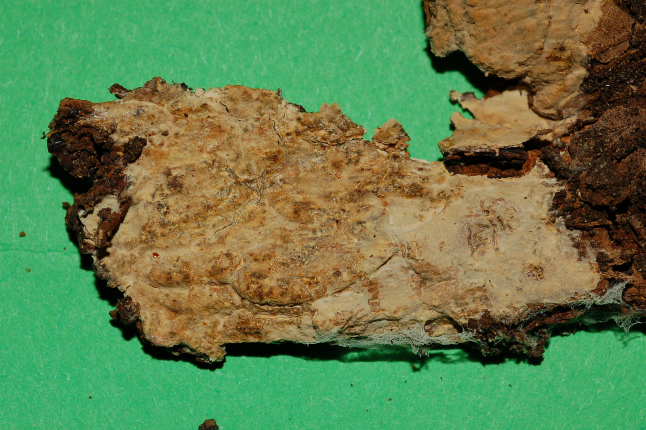 Radulomyces confluens