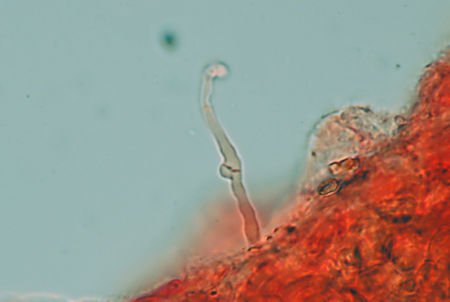 Da det.1 .Dichomitus campestris? (Diplomitoporus flavescens)