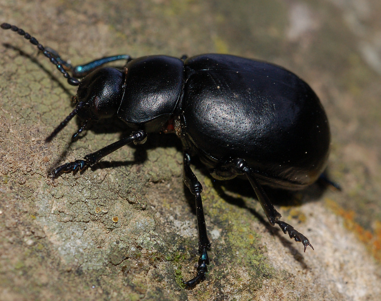 Chi è? Timarcha pimelioides