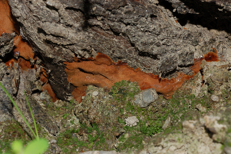 Un Phellinus su Olivo