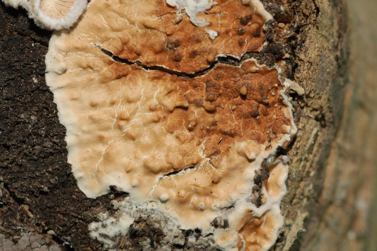 Phanerochaete avellanea  ?