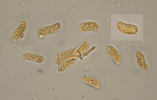 Quale Peniophora? (Peniophora lycii )