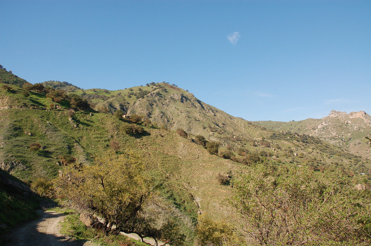 4 Le colline di Taormina:Aphyllophorales e molto altro