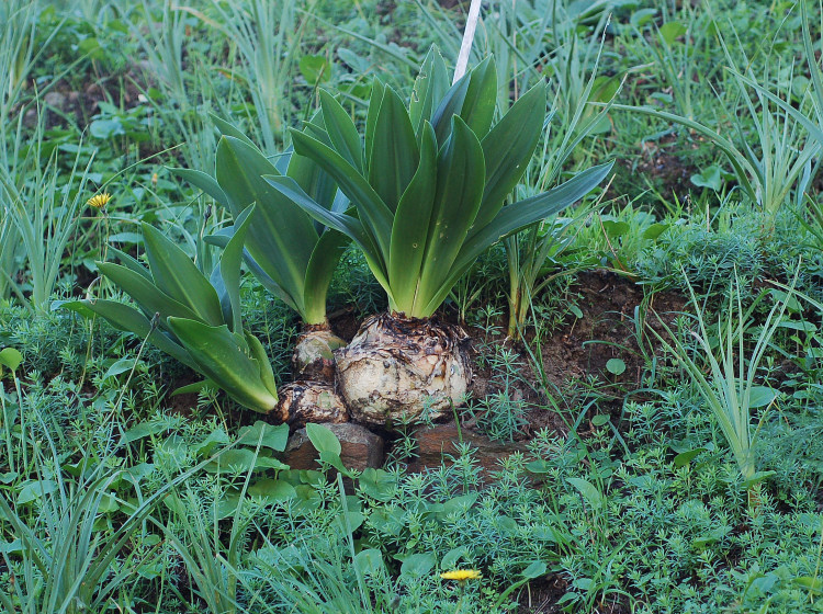 4 Le colline di Taormina:Aphyllophorales e molto altro