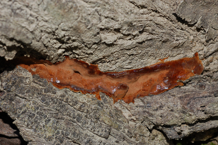 Un Phellinus su Olivo