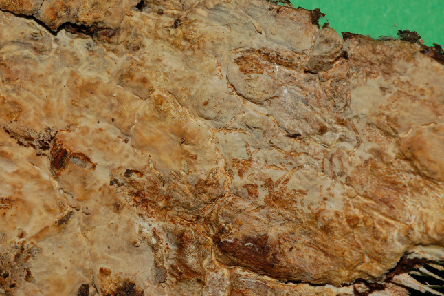 Radulomyces confluens