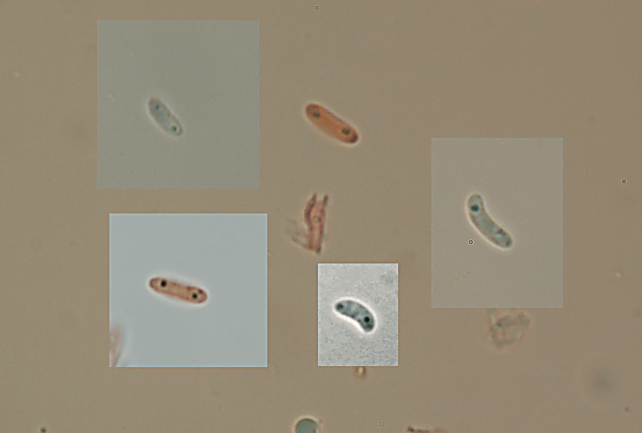 Da det.1 .Dichomitus campestris? (Diplomitoporus flavescens)