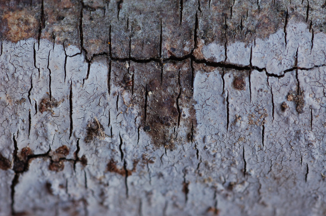 Quale Peniophora? (Peniophora lycii )