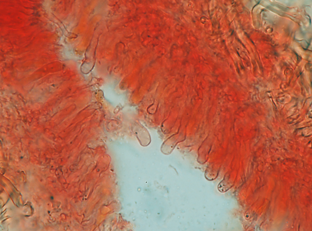 Da det.1 .Dichomitus campestris? (Diplomitoporus flavescens)