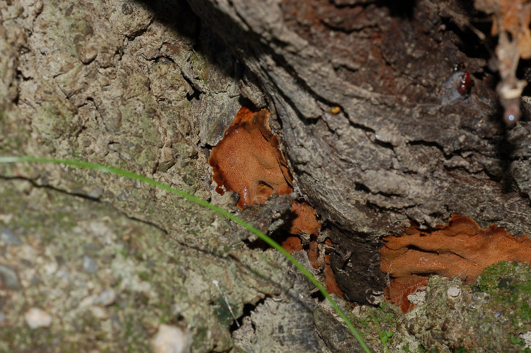 Un Phellinus su Olivo