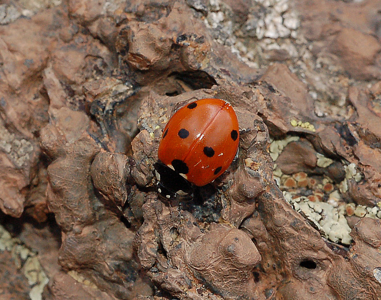 Sulla lava dell''Etna: Coccinella septempunctata