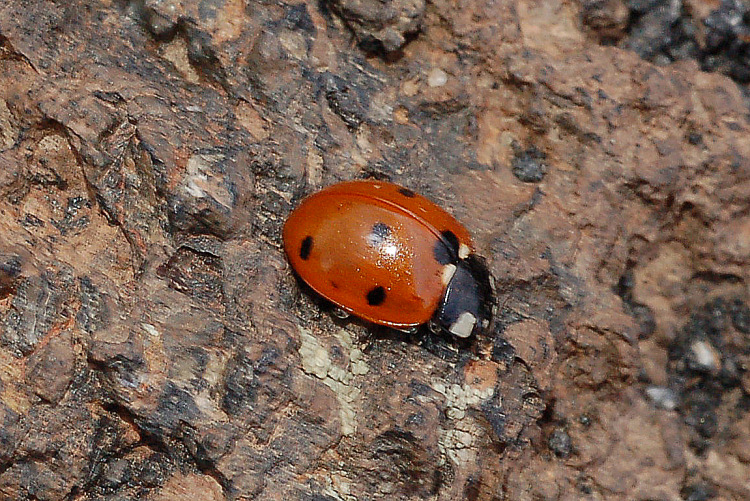 Sulla lava dell''Etna: Coccinella septempunctata