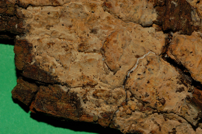 Radulomyces confluens