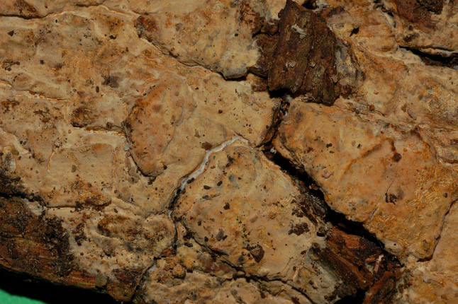 Radulomyces confluens