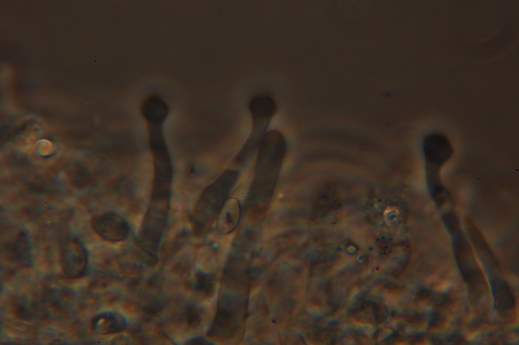 Xenasma pruinosum (Pat.) Donk