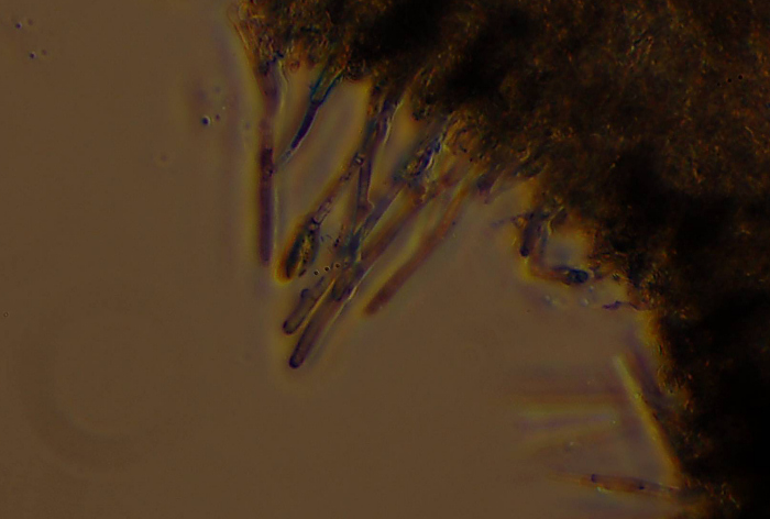 Quale Hyphoderma? (H. praetermissum?)