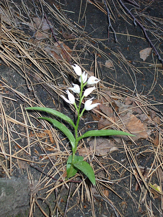 Cephalanthera longifolia