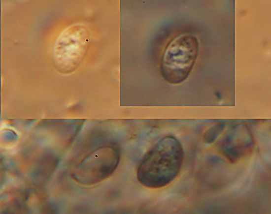 Xenasma pruinosum (Pat.) Donk