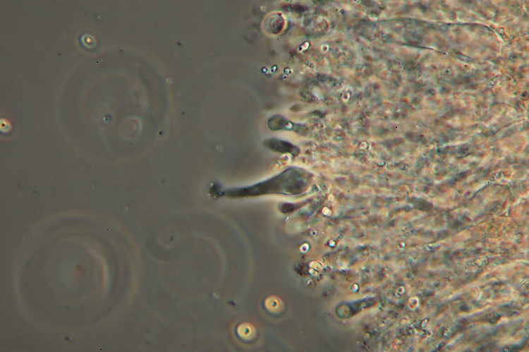 Quale Hyphoderma? (H. praetermissum?)