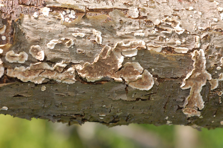 Amylostereum laevigatum? (Peniophora malenonii)