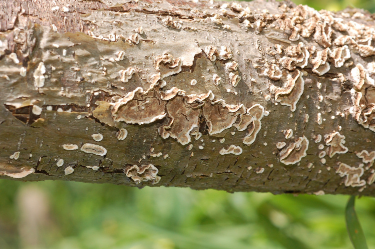 Amylostereum laevigatum? (Peniophora malenonii)