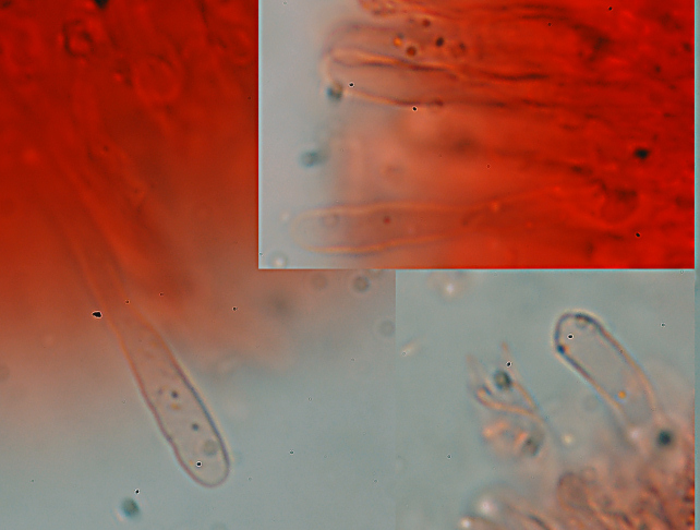 Lignicolo da determinare (Merulius tremellosus)