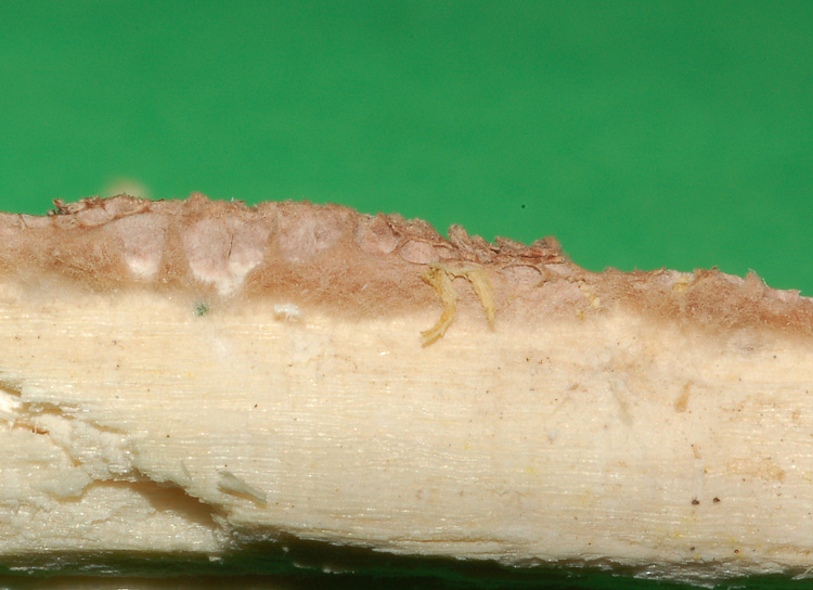 Poroide resupinato su tagliere (Datronia mollis)