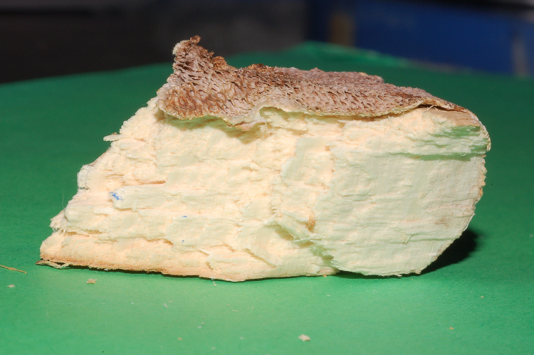 Poroide resupinato su tagliere (Datronia mollis)