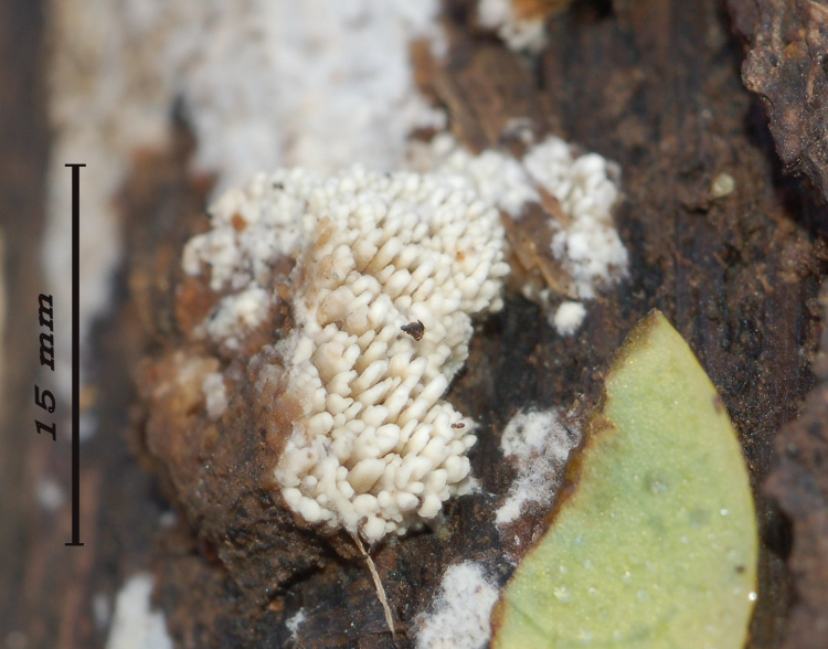 Hyphodontia?