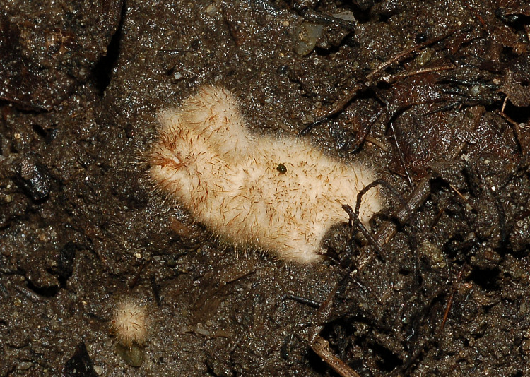 Myxomicete o muffa?