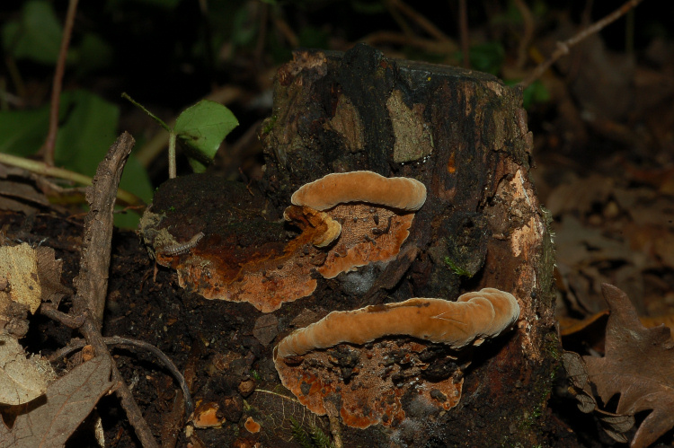 Mini-Phellinus torulosus? (Phellinus torulosus)