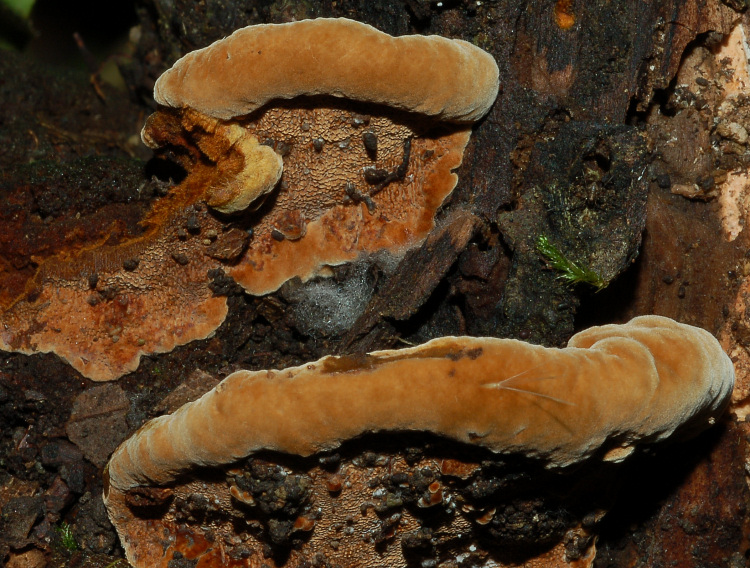 Mini-Phellinus torulosus? (Phellinus torulosus)
