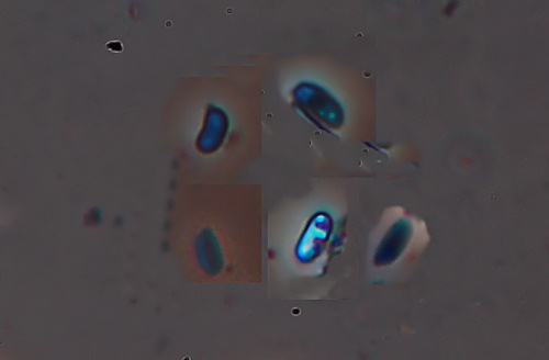 Aphyllophorales invernali.
