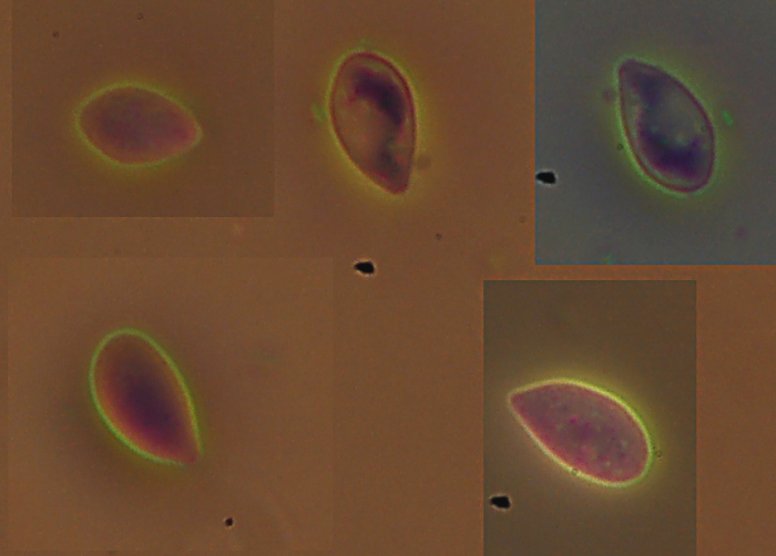 Uno crosta....per fare legna (Cylindrobasidium evolvens)