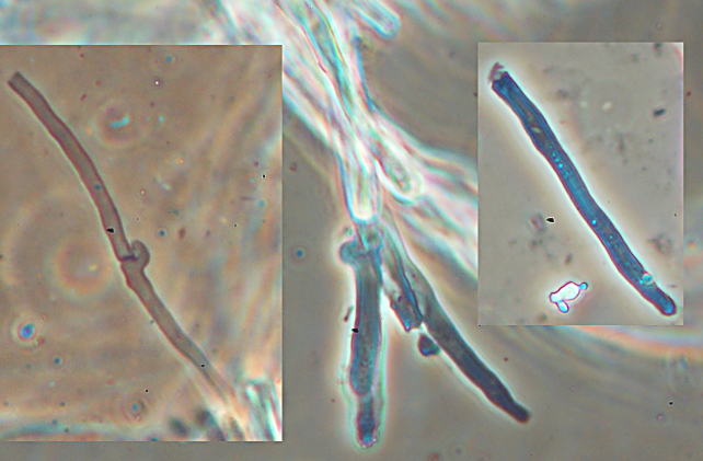 Lignicolo da determinare (Merulius tremellosus)